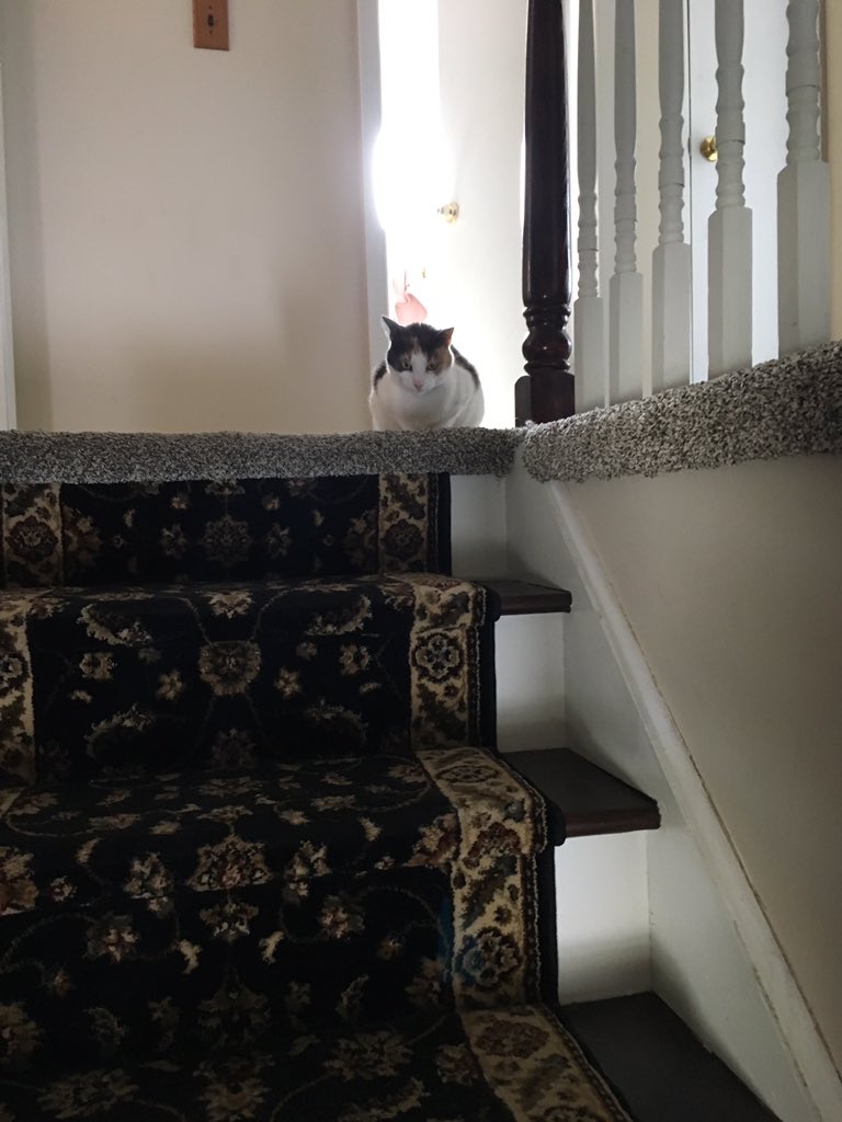 Leeannzoder's tweet photo. @bestcataccount https://t.co/7UnduB9ckL