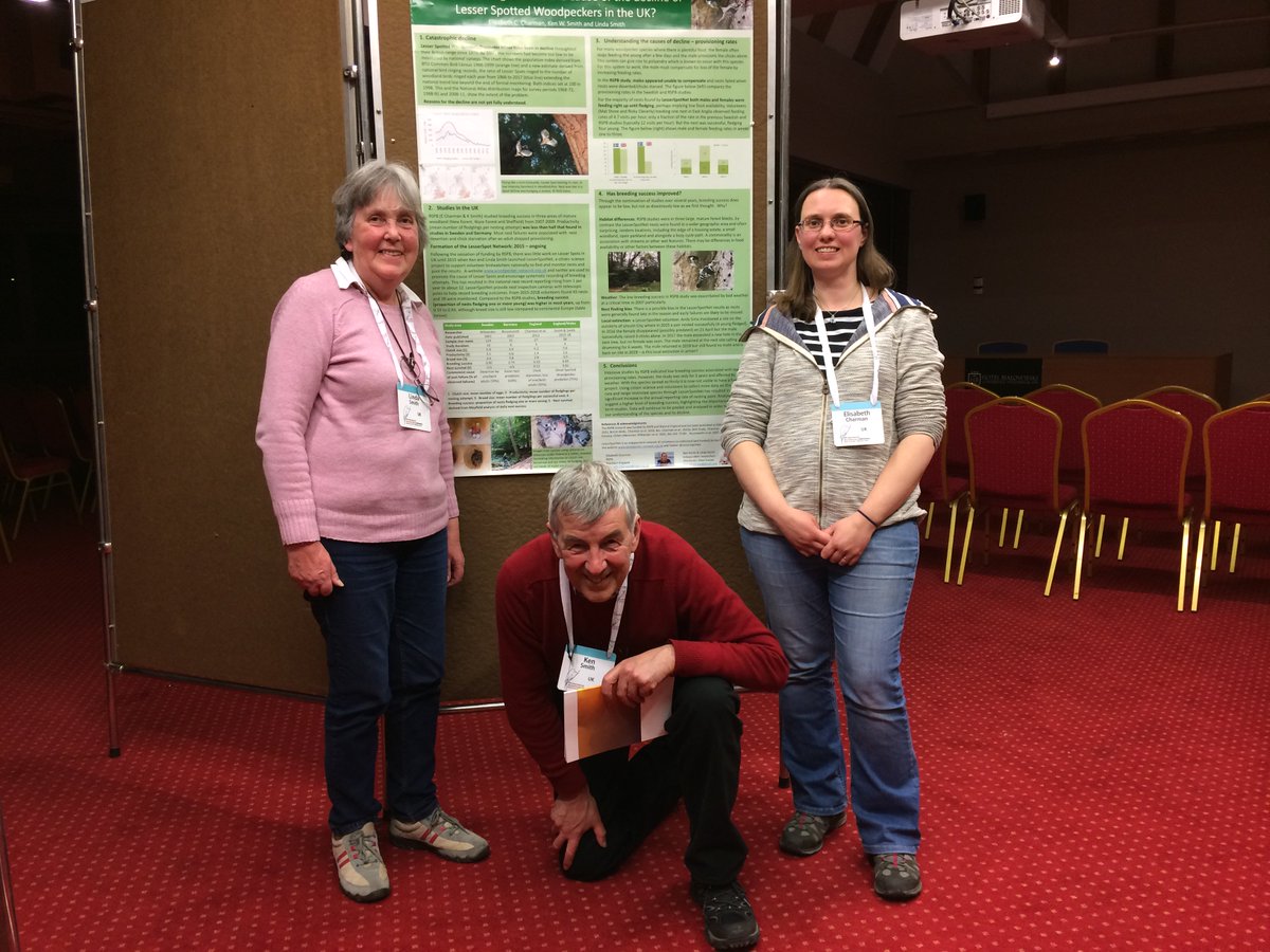 lesserspotnet's tweet photo. Our conference poster (jointly with @birder09) 'Is low breeding success the cause of Lesser Spotted Woodpecker decline in UK?' presented results from the 39 nests monitored by Lesser Spot Net volunteers and previous @RSPBScience studies, details from poster see our website https://t.co/gskdepo4Ze