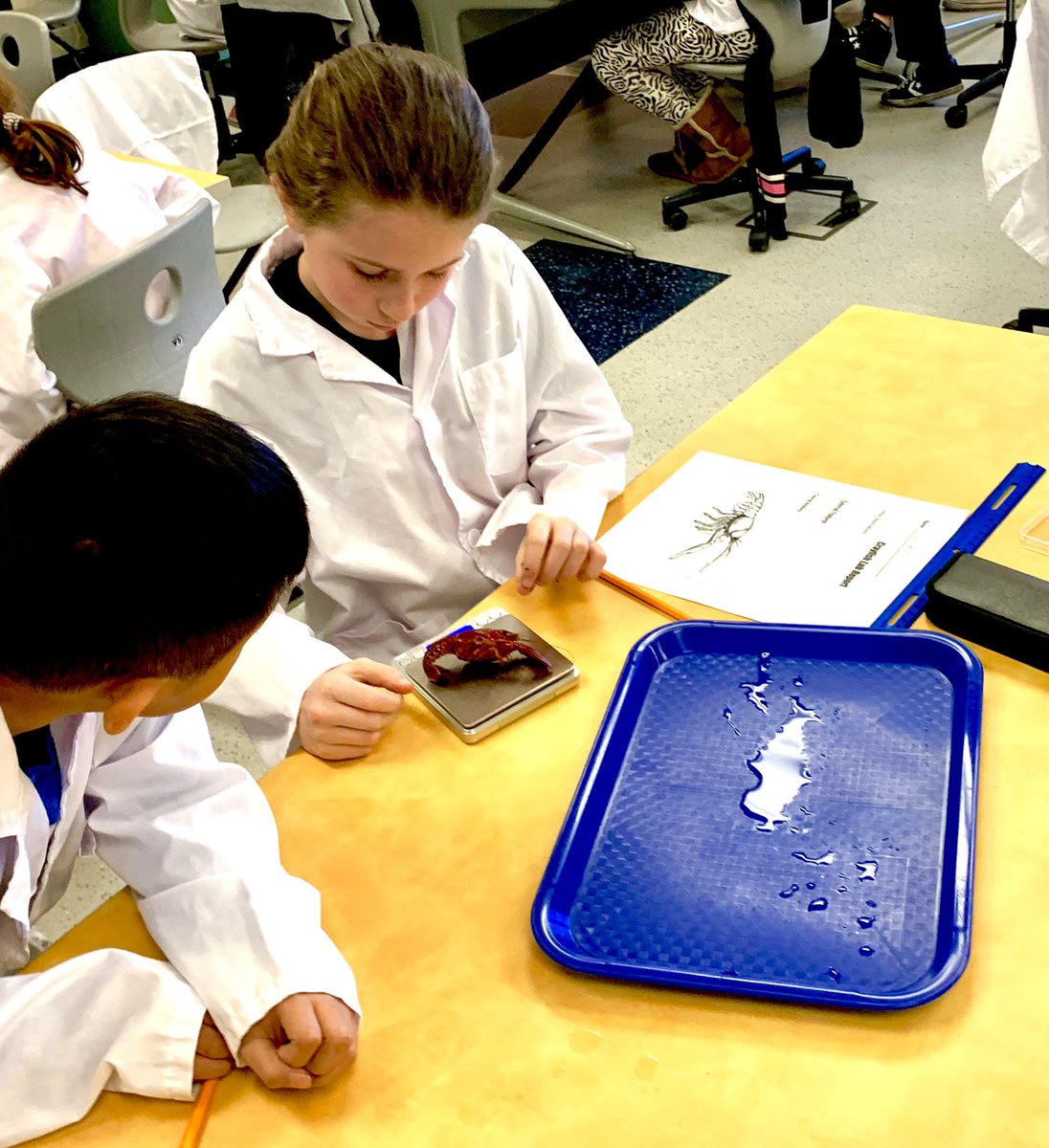 PatrickHazelton's tweet photo. 3rd Grade students dissected a crayfish while we explored/labeled external and internal features discussing how these features helped the crayfish survive @wcs_jefferson #WCSmission #wcsSTEM https://t.co/FU3299xKEf