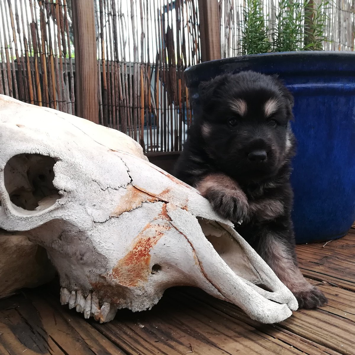becsgsd's tweet photo. https://t.co/QfntQxG5Xd #texaspuppy #cutepup #cute #puppy #adorable #mine #sweet https://t.co/eWk6lBvsjY