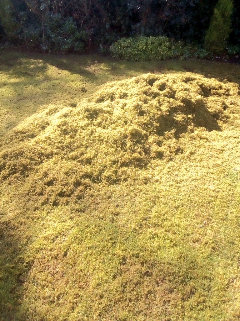 natepix1's tweet photo. Lawn scarifying certainly brings out all the snackers and nest builders. Perfect conditions to repair those #Heatwave2018 burnt lawns.
Rake/Feed and Overseed👌 #GardensHour https://t.co/MKzoK77hY2