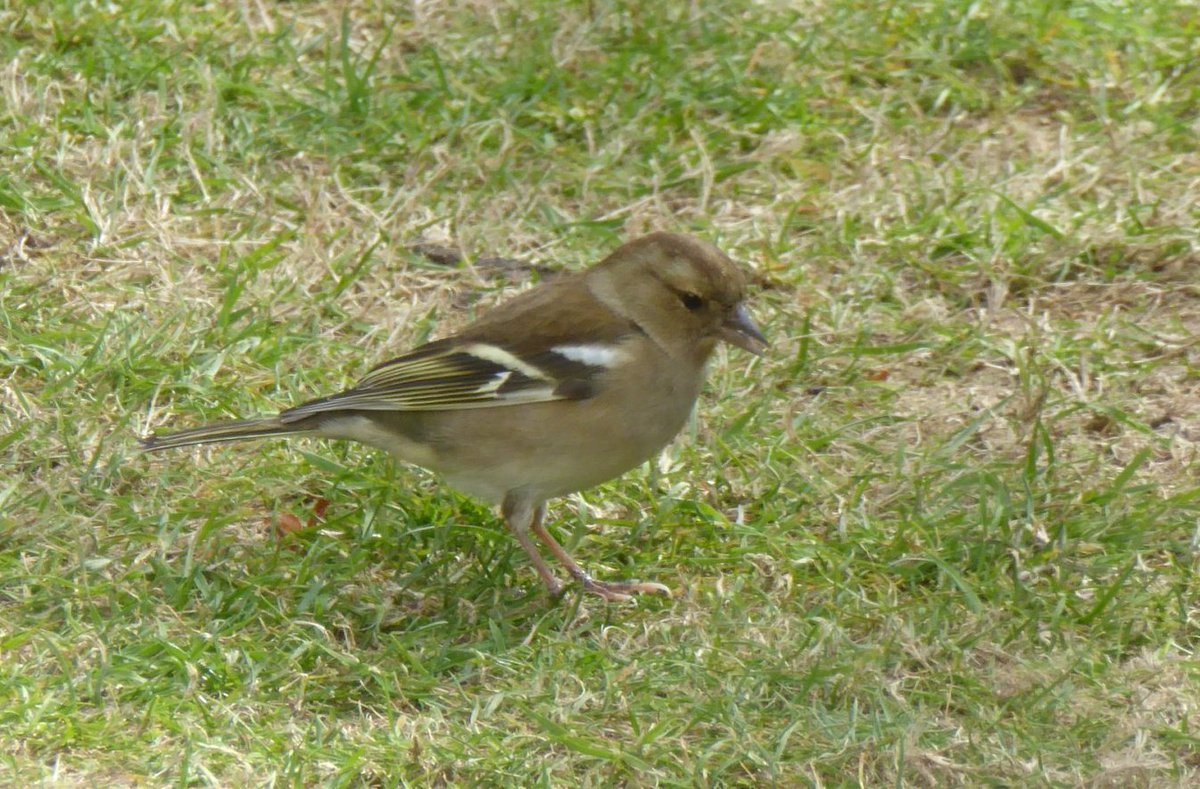 natepix1's tweet photo. Lawn scarifying certainly brings out all the snackers and nest builders. Perfect conditions to repair those #Heatwave2018 burnt lawns.
Rake/Feed and Overseed👌 #GardensHour https://t.co/MKzoK77hY2
