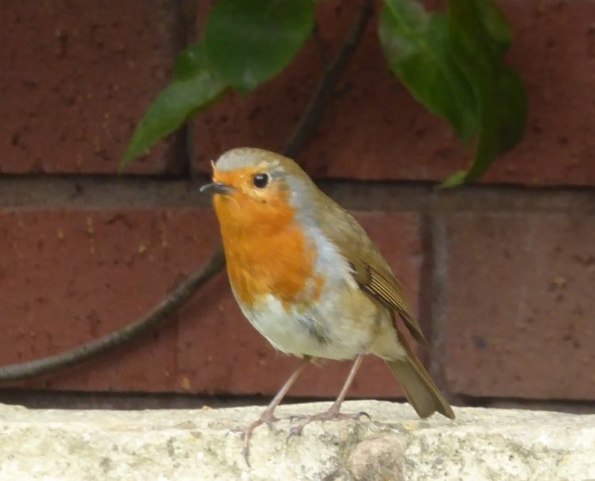 natepix1's tweet photo. Lawn scarifying certainly brings out all the snackers and nest builders. Perfect conditions to repair those #Heatwave2018 burnt lawns.
Rake/Feed and Overseed👌 #GardensHour https://t.co/MKzoK77hY2