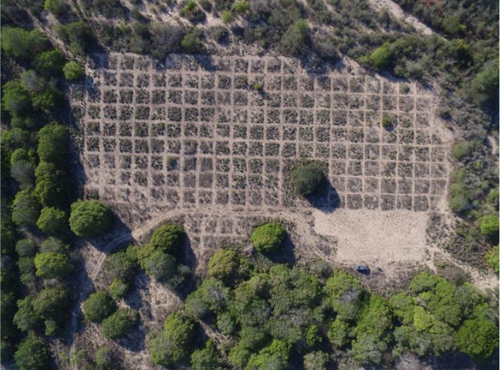 Our project designed to test effects of abiotic and biotic drivers to Caatinga ecosystem functioning is established! 
peldcatimbau.org/single-post/20…