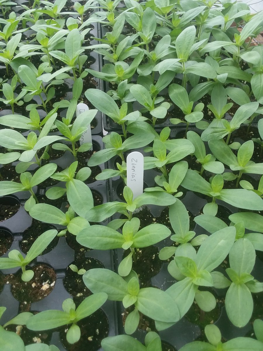 Here's a sneak peek on the farm at Zamora Produce!! #CFWmarkets #CFWvendors #CFW #farmersmarketbehindthescenes #seedlings #thingsgrowing #soontobeyourdinner