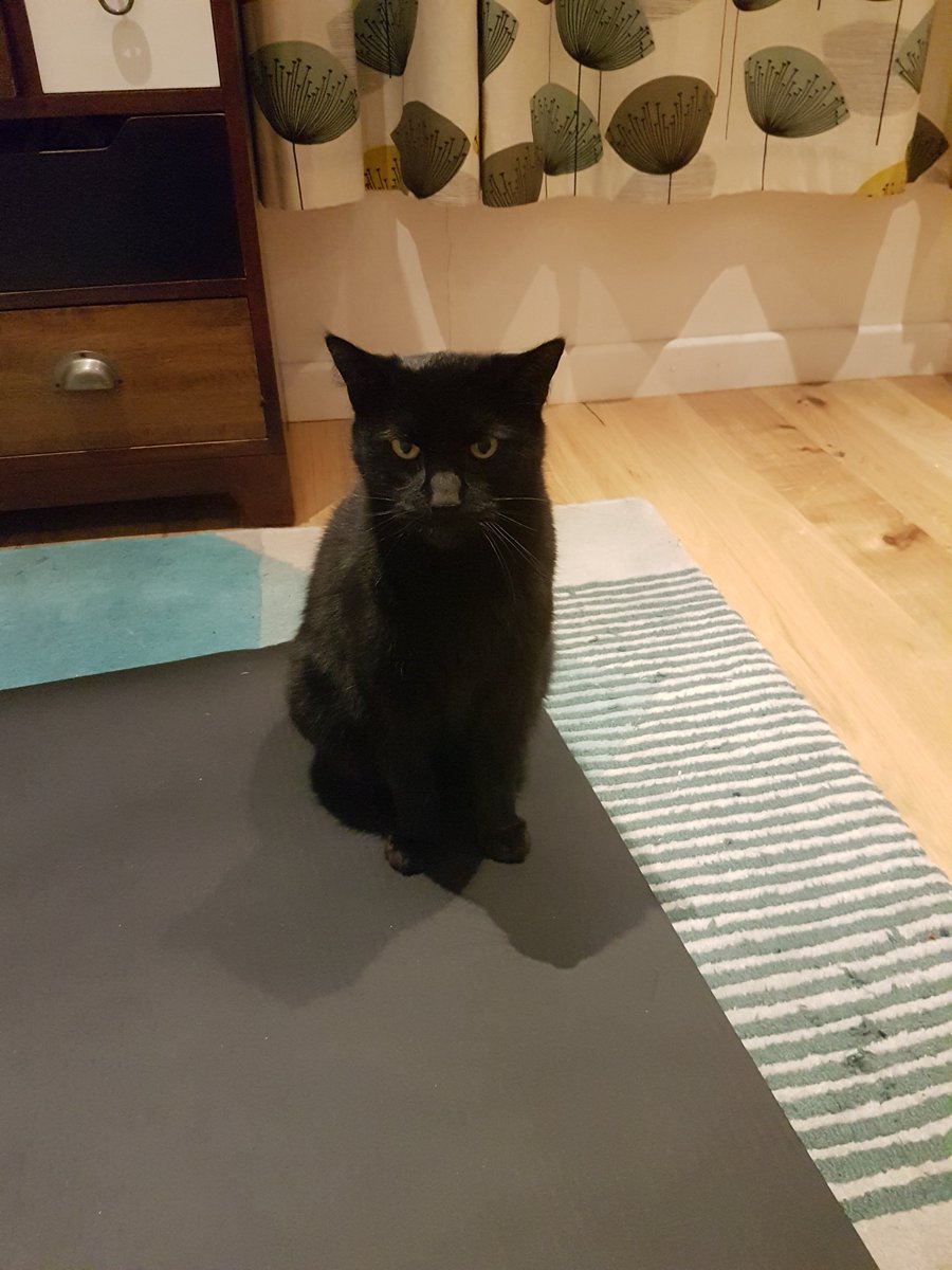 UpIsNotJump's tweet photo. Sid has claimed my yoga mat

"It is black therefore I own" https://t.co/CEagj1j9AT