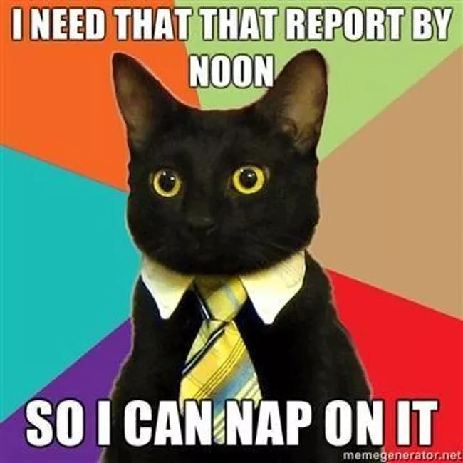 Business Cat means business 😹

#mememonday #meowmonday #pet #pets #animallover #cute #cat #cats