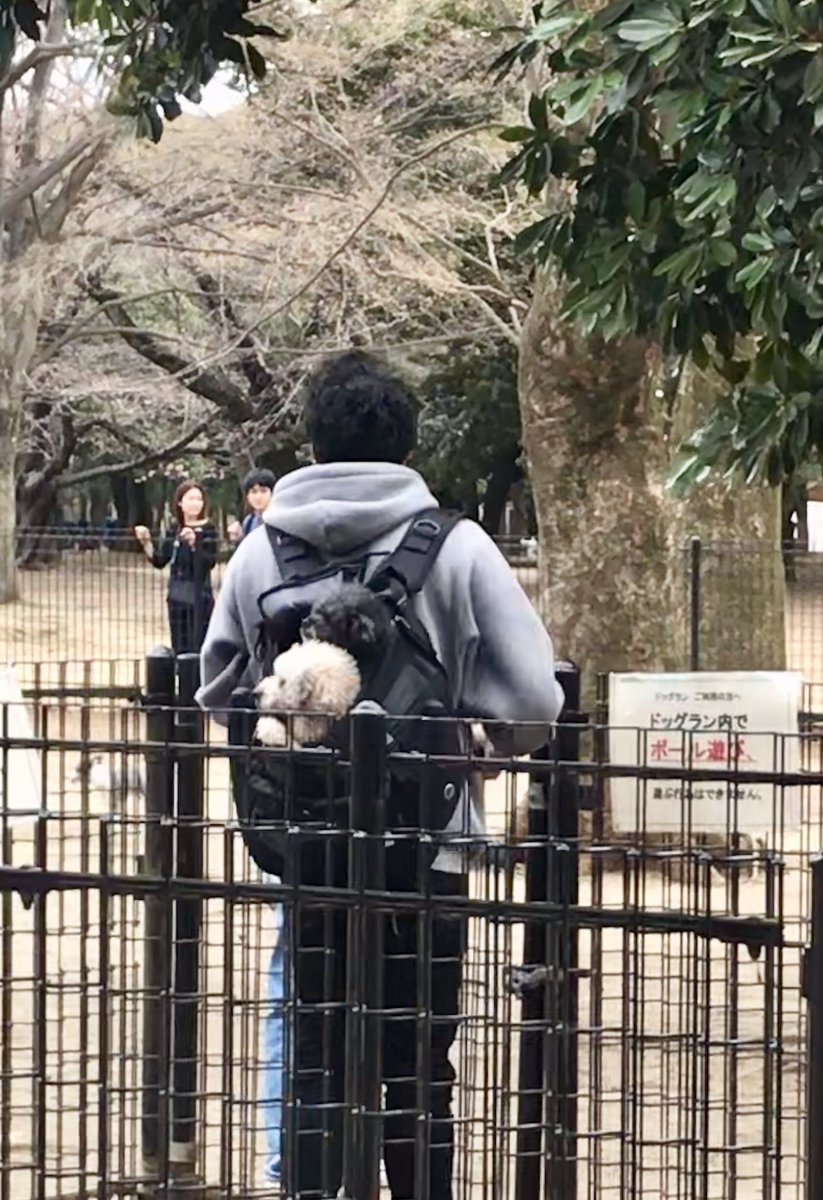 Missrithenay's tweet photo. One thing I’ve learned about Tokyo is that dogs can hide anywhere. Places I’ve found dogs:
-in a backpack (see below)
-in like 75% of the strollers I pass
-in a purse
-in bike baskets
-zipped into someone’s coat
-in someone’s suitcase
#dogsofjapan #tokyo #dogs #dogsinbags https://t.co/p8ZvtmyUhP