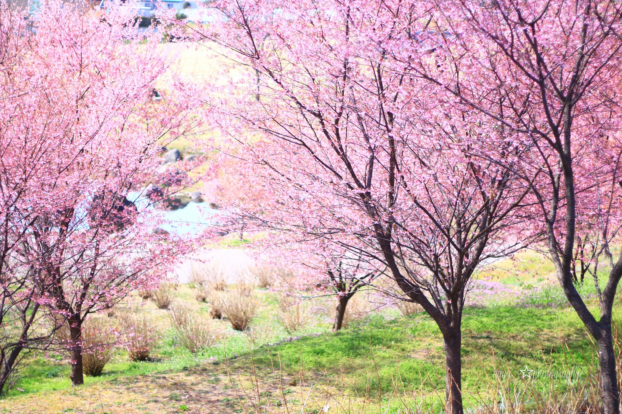 おかめ桜 Twitter Search Twitter