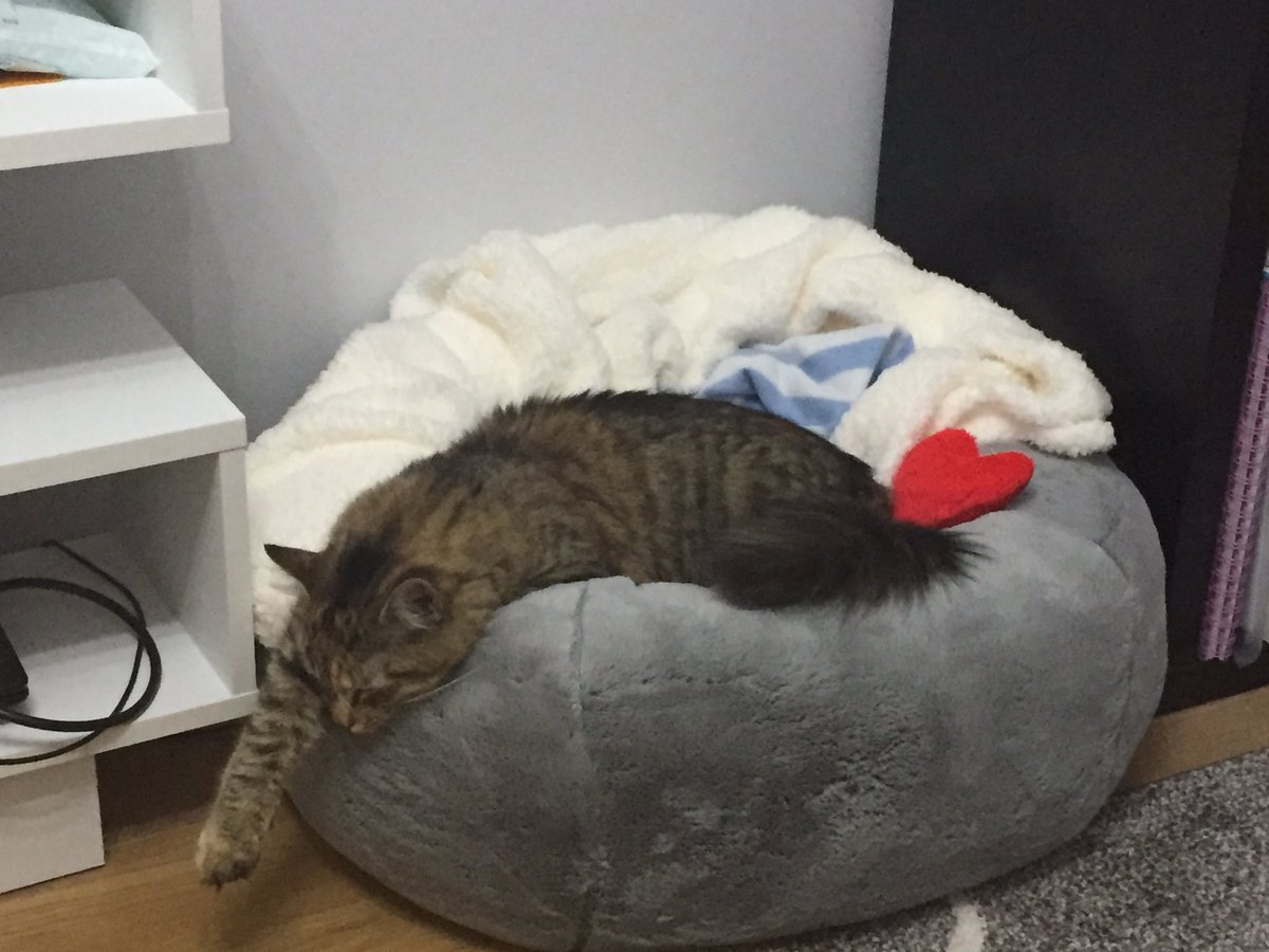 dav_leigh's tweet image. .@themayhew Great to have Pakora (aka Guava) so settled into her new home and as much as she likes me it’s safe to say she’s already a bit of a mummy’s girl! @judithflacks