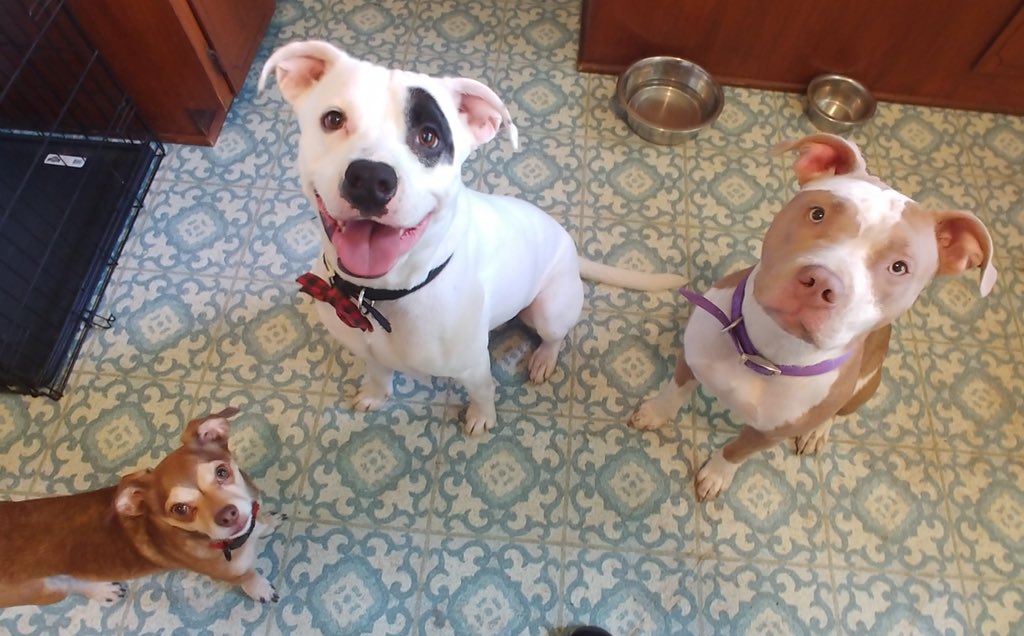 1991Shitposting's tweet photo. @_yaylynn_ Fidget the Midget doesn’t know he isn’t a pitbull like his brother and sister please don’t tell him https://t.co/QnOQWUBPXM