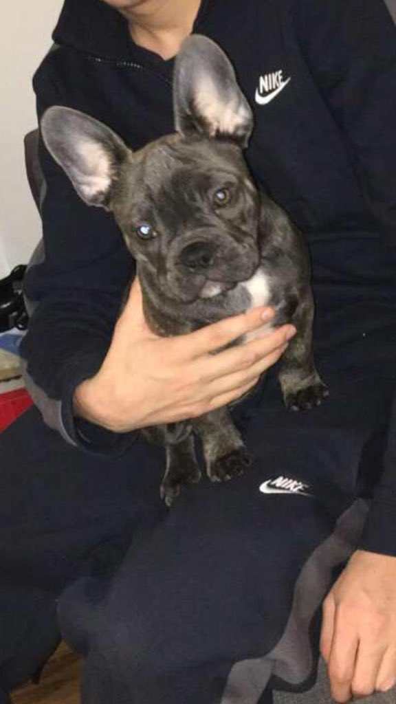 xroisinx5's tweet photo. STOLEN from SW19. Please keep sharing. BIG CASH REWARD! Cali looks different from different angles. She’s got a white patch on her chin, neck &amp; chest. Longer tail than the usual frenchies 💗🙏🏼😪 any information is appreciated!! Thanks for all the shares so far. https://t.co/xn9murHdu1