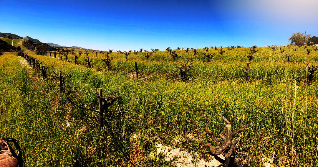 Mondays are for strong coffee and GORGEOUS vineyard views. 🍇
-
Bud break is coming soon, but in the mean time we will be enjoying wild flowers 🌻 and vibrant native grasses. 
#BrochelleVineyards #29pasowine #Zinfandel #EstateVineyards