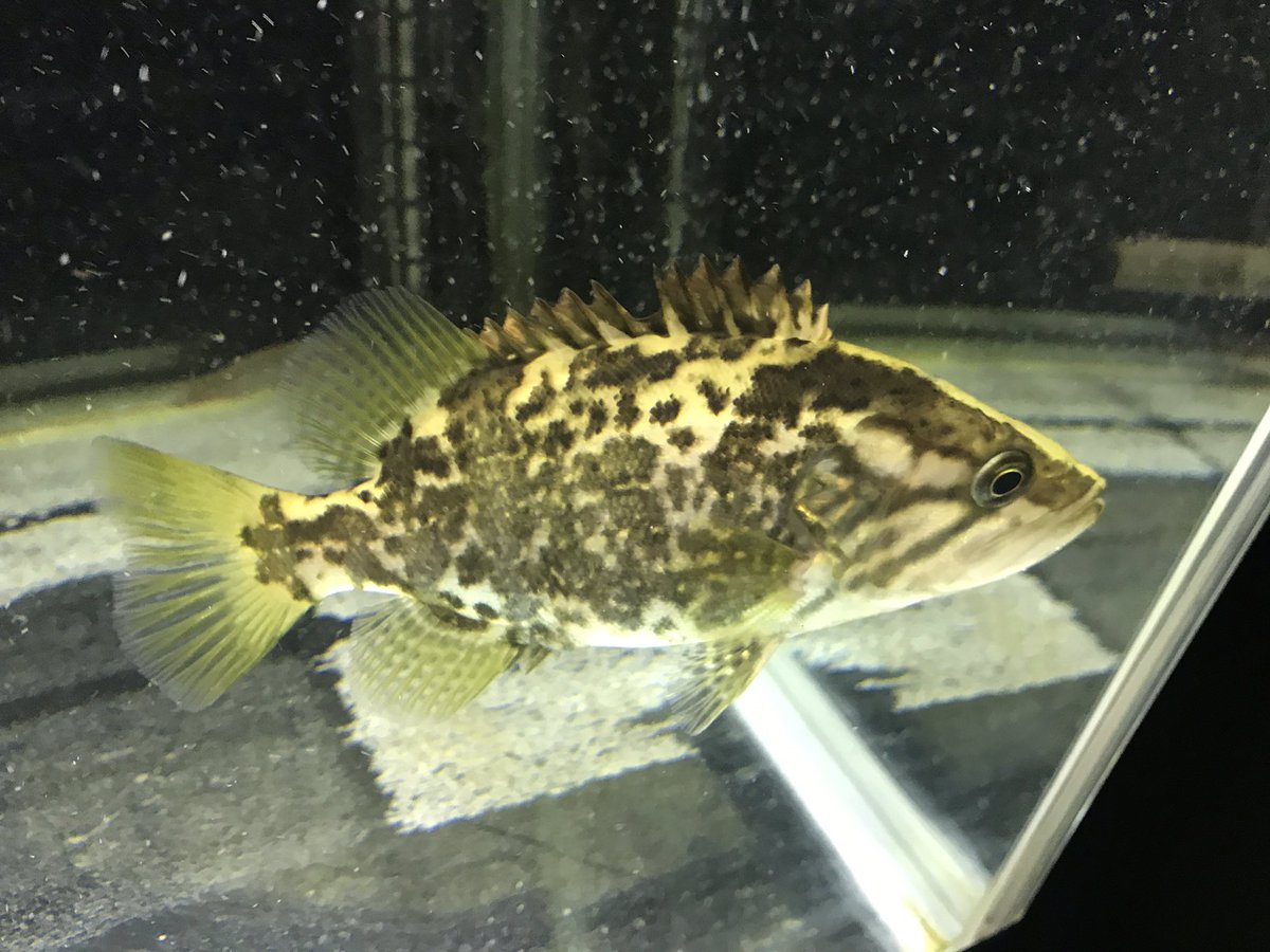 ナンシオヤニラミ Twitter Search