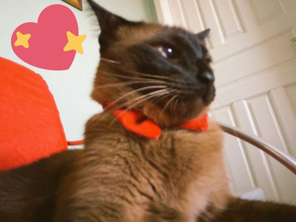 cindydacascos's tweet photo. #mioamore #GattoBruce #meubebê #petlovers #amorprasempre #miofiglio https://t.co/mK02n9OpZU