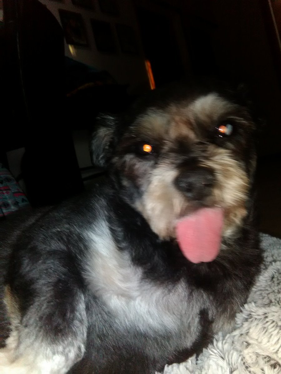 //I know most of y'all are cat people but here a bunch of pics of my doggo