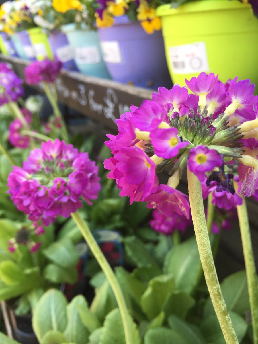 alfresco_style's tweet photo. Loads of spring time colour for your garden!
Create your dream garden with us... visit our Garden Boutique based in @HattonShopping #Warwickshire #spring #springshop #springflowers #springcolor #plants #gardenboutique #primula #viola #gardeners #gardening https://t.co/Znw6bhotBW