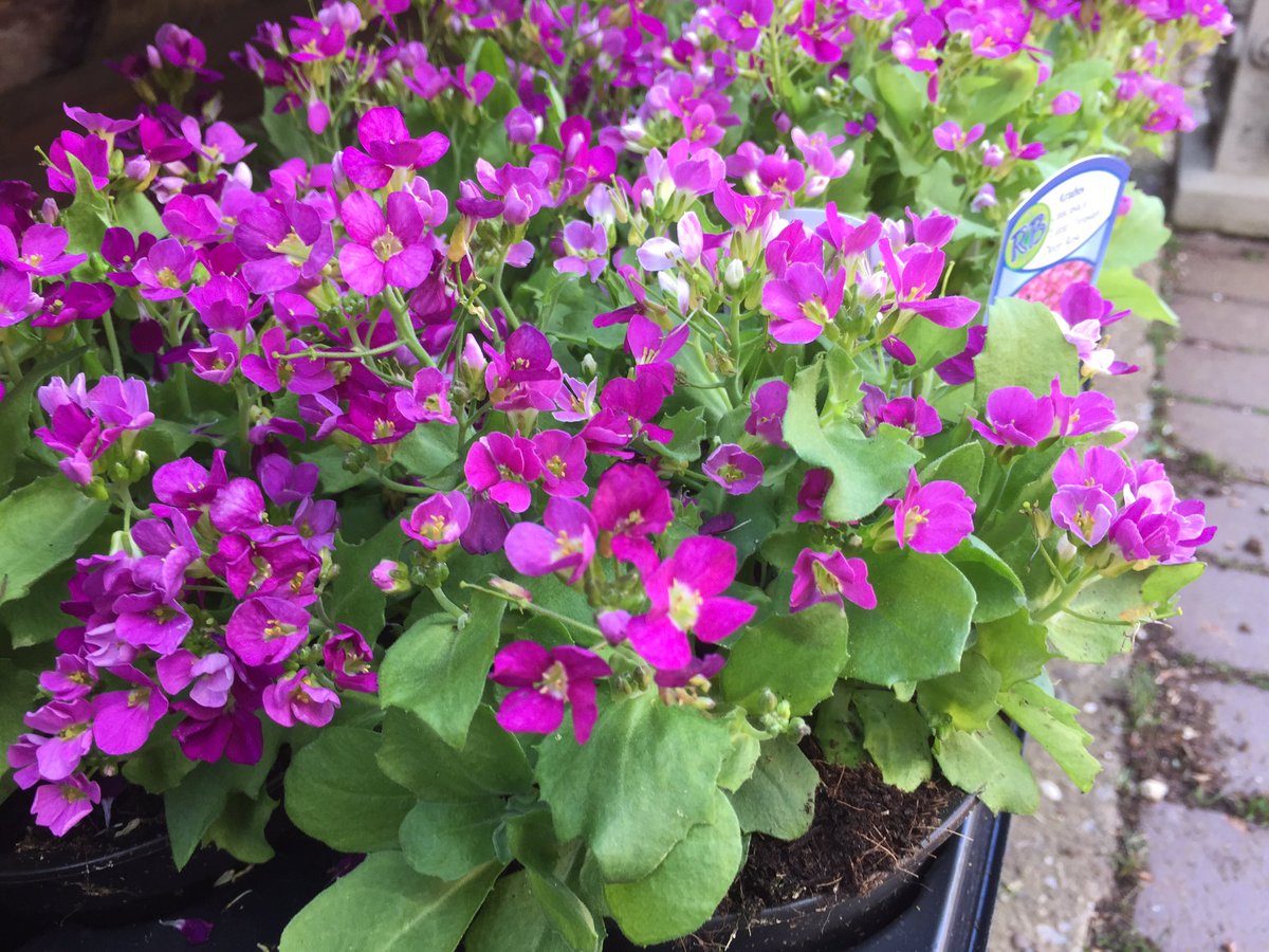 alfresco_style's tweet photo. Loads of spring time colour for your garden!
Create your dream garden with us... visit our Garden Boutique based in @HattonShopping #Warwickshire #spring #springshop #springflowers #springcolor #plants #gardenboutique #primula #viola #gardeners #gardening https://t.co/Znw6bhotBW