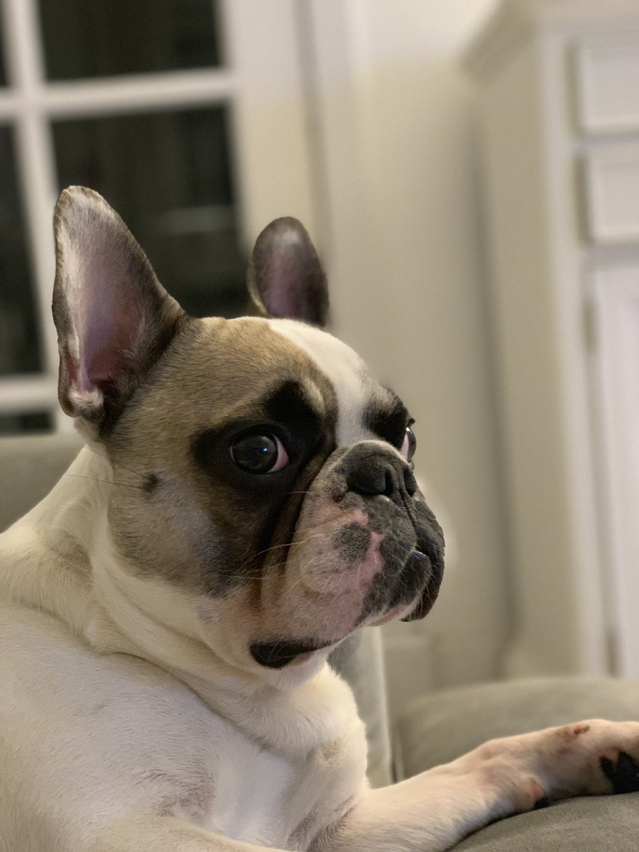 live_winston's tweet image. Hi everyone it would be great if you could give me a Like and Retweet and hopefully a follow as I’m just a small French BullDog making twitter debut #WoofWoof #frenchbulldog #Frenchie 🐶🐾