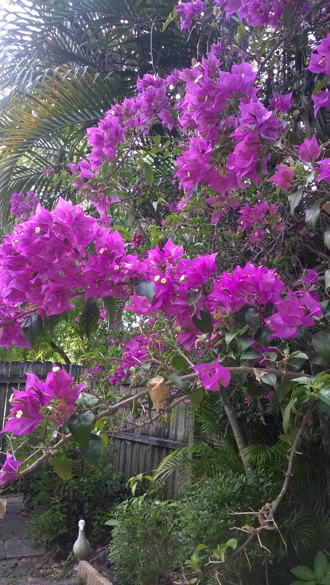 natvrd's tweet photo. #garden #tropicalgarden #boungvilla https://t.co/h6WmCndVqH