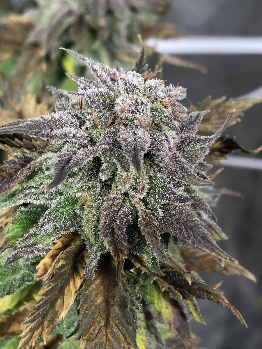 GreenBoxGrown's tweet photo. 🤤❄️The #flush has officially started❄️🤤 for the #chemdawg ladies!💦💦💦 Can’t believe how frosty these #buds have gotten and the smell is so gassy!⛽️💯🔥 Learn how to grow #dankweed like this from the comfort of your home🏡 👉🏽LINK IN BIO👈🏽
#homegrown #greenbox #mmj https://t.co/HNFGeSzfta