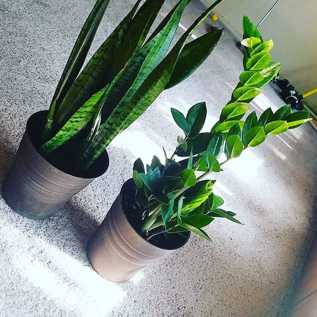 Newest additions to the family 😍🌱🦋🌿🙏 #snakeplant #zzplant #greenthumb #taurus #bringsrenewal #myhappyplace #spring #indoorplants #tropical #toomuchgene #plantsmakeeverythingbetter ift.tt/2UcQU7a