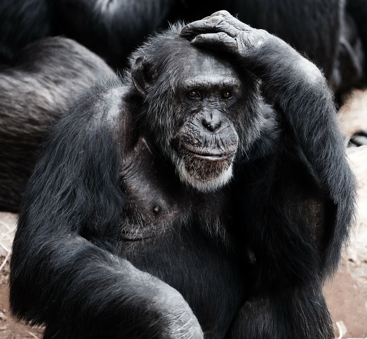 hub_loans's tweet photo. Struggling to save? Why you can blame your over-spending on your inner ape #MoneyMag https://t.co/Gb0yEdPzuz #mortgage #finance #wealth #investor #investing #fintech #homeloan #mortgagebroker #Melbourne #Brisbane #Darwin #Sydney #Canberra #Adelaide #Hobart #Perth #mortgageloan https://t.co/SoNHWL104j