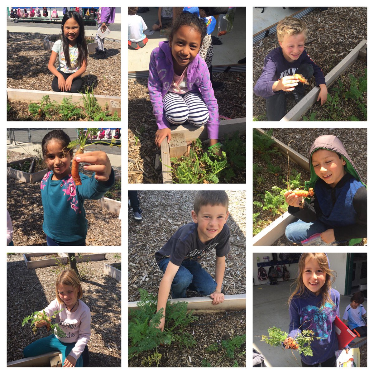 TLSAlexander's tweet photo. Time to harvest our carrots. They don’t quite look like the kind we get at the store. @TLSHawks https://t.co/eiyBJWZFYO