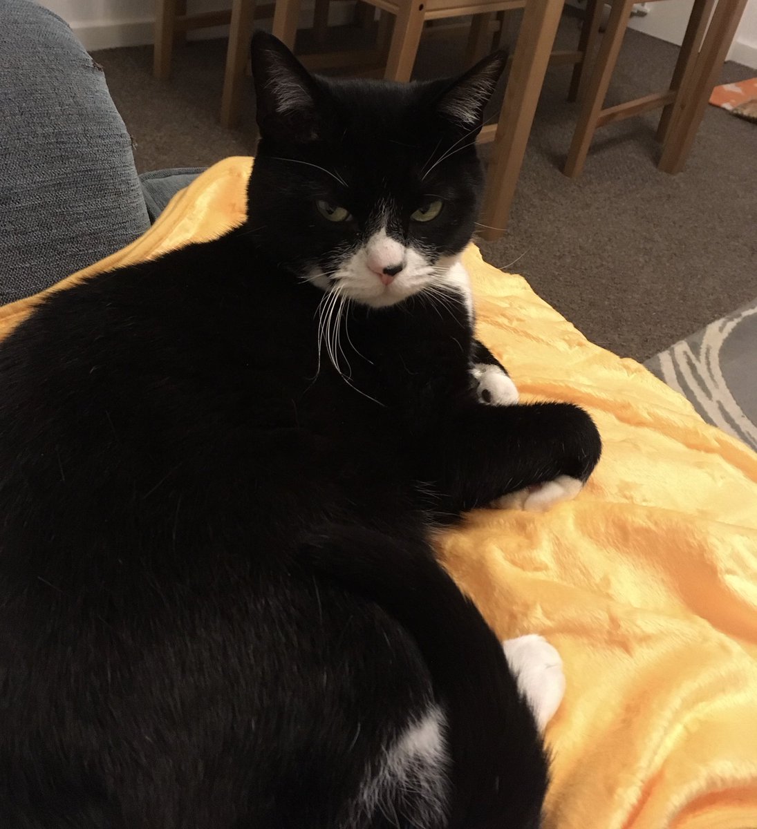 laurabkora's tweet photo. @whitneyavalon My cat has resting bitch face which always makes me smile 🐱❤️ https://t.co/C0TGzMdAs3