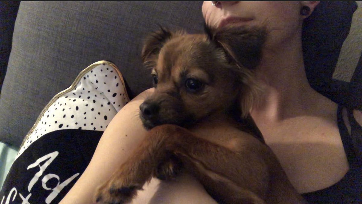 HannahRayNinja's tweet photo. @mike_gaboury @Darshelle_ @the_scrappy_dog @itspixelthepup We’re watching queer eye ❤️ https://t.co/nsHlZIjVl9