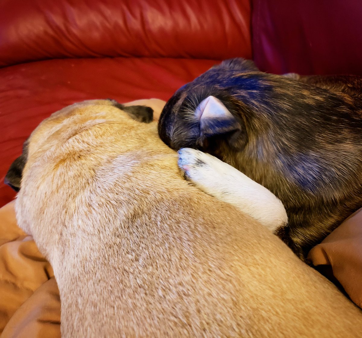 funaek's tweet photo. Monkey really loves her sisters. #monkadoodledoo #rosyposy #monkeylovesrosy #snugglepugs https://t.co/qCiekHuSpW