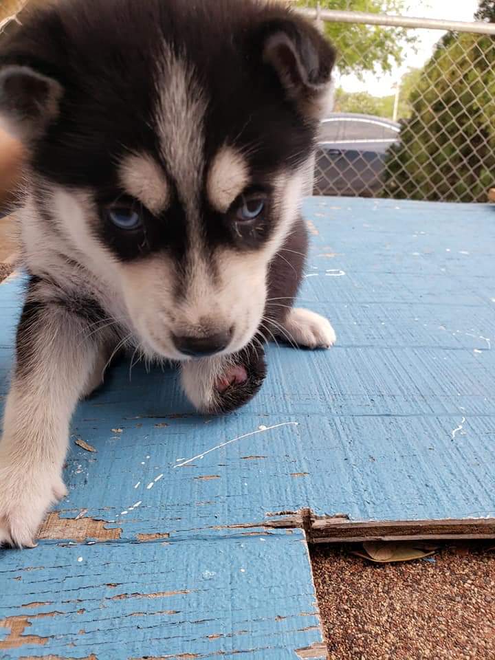 MatchdogR's tweet photo. Today we rescued this husky puppy who's missing her paw.. straight to the vet she went! Got her vaccinated, wound cleaned and wrapped, and antibiotics to take home 💕 #rescuepup We call her Misky (little bear) Stay tuned for her #pupdates https://t.co/3x43SDk9Qb