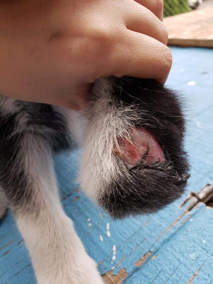 MatchdogR's tweet photo. Today we rescued this husky puppy who's missing her paw.. straight to the vet she went! Got her vaccinated, wound cleaned and wrapped, and antibiotics to take home 💕 #rescuepup We call her Misky (little bear) Stay tuned for her #pupdates https://t.co/3x43SDk9Qb