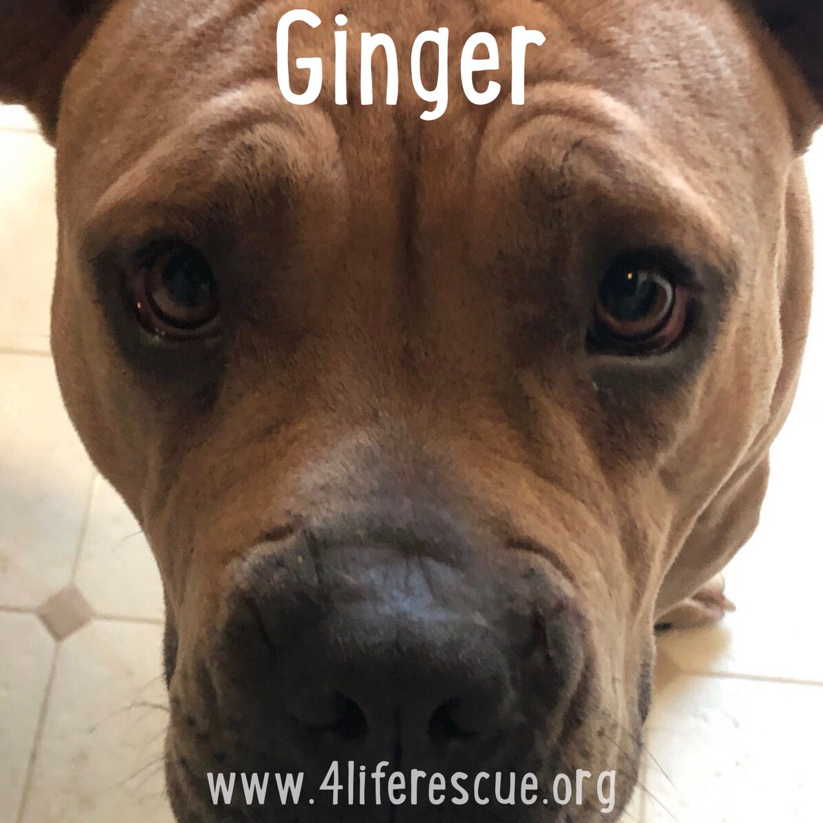 4LifeRescue tweet media