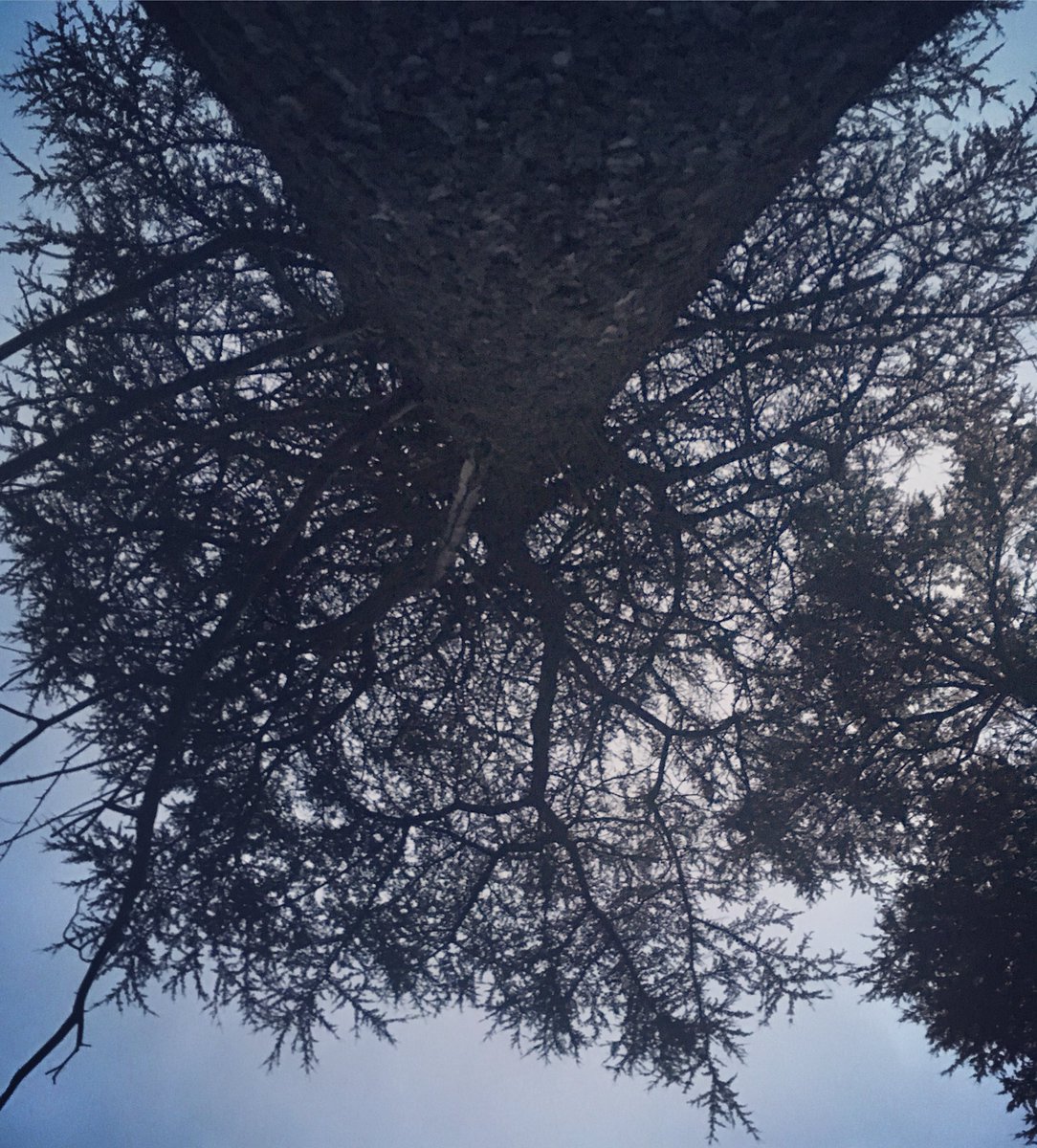 lynnhilary's tweet photo. Sometimes a tree is the best company in the world, press against it and hear its secrets! Just make sure no ones watching 😉
#upsidedowntree #introvert #happyplace https://t.co/QzF5jj0Alm