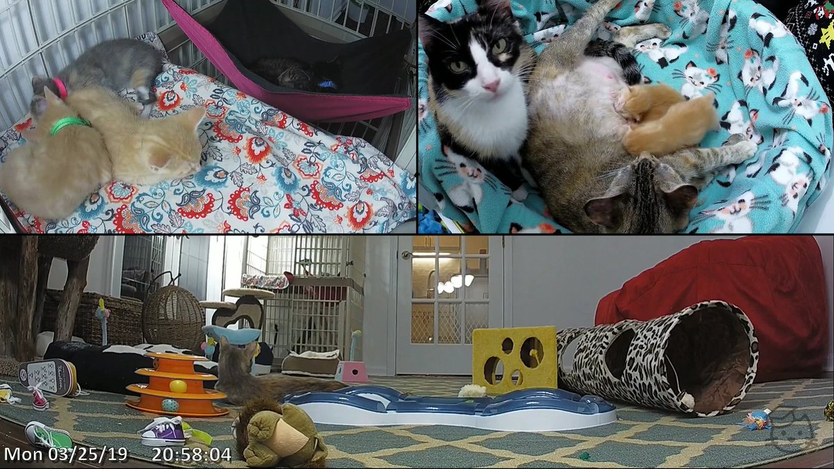 80Hewey's tweet photo. Teacup! 😻 Looking into our souls! Or maybe wondering why they never have any privacy. 🙄 lol. OR maybe Teacup is hoping for a bigger bed to share. 💖 @kitten_academy I can't get over the love in this family. 😍😭#twomoms #cleanbed #kittylove #babysitter #truelove #ilovekittens https://t.co/MVASC5czcs