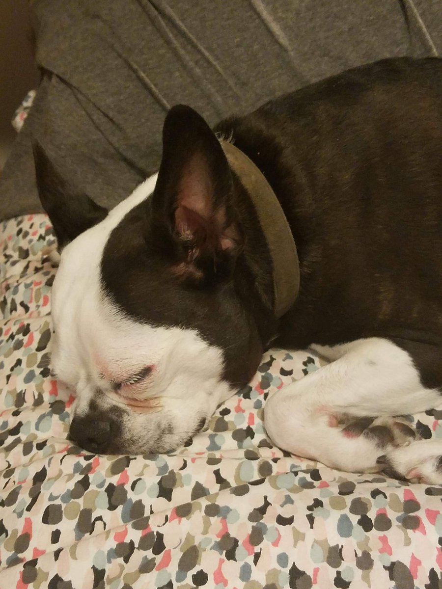 Bruno_Nichols's tweet photo. Another long day full of many adventures draws to a close. Our intrepid hero rests in anticipation of more on the morrow. G'night, all. https://t.co/hL0Q0hMXHv