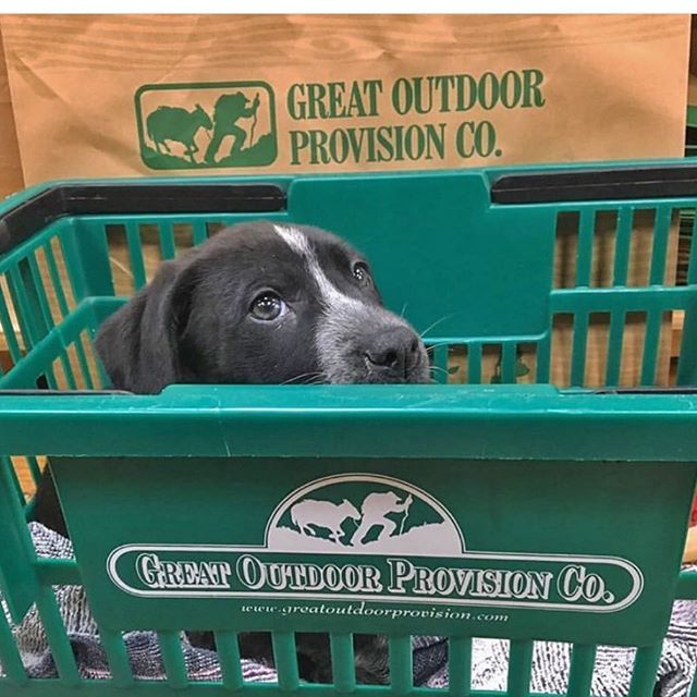 ShopLocRaleigh's tweet image. How much is that doggie in the window.... @trustygopc pet friendly, outdoor trusted, Great Outdoor Provision @shopcameronvillage 🐶 ⛺️ 🥾 
#cutedog #campingseason #letsgetoutside ift.tt/2U08rjR