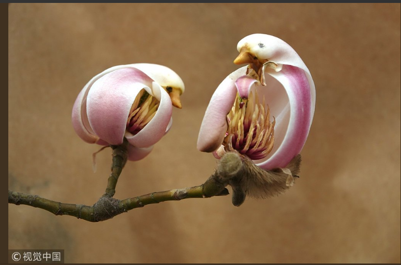 dresses_49's tweet photo. Flower or pretty little bird? 

As spring arrives with rising temperatures, magnolia flowers in buds look like little pink birds resting on branches in a park https://t.co/sRMzi8PEjm