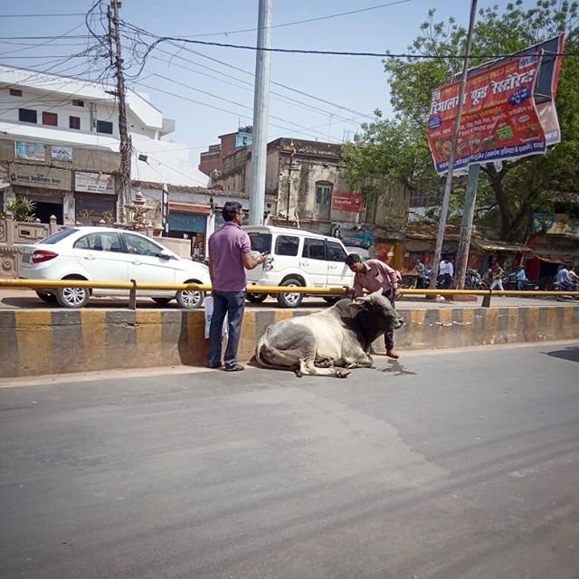 dogsoftheganges's tweet photo. Sometimes patients are found relaxing in the middle of the road - this is first aid in Varanasi! Bull with an injured hoof being treated by paravet Deepak. 💖🐂💖
.
.
.
#bull #firstaid #streetdogs #varanasi #india #dogsofvaranasi #dogsofindia #dogsofthe… https://t.co/niFj5IP9jg https://t.co/K1LGcNDJkR