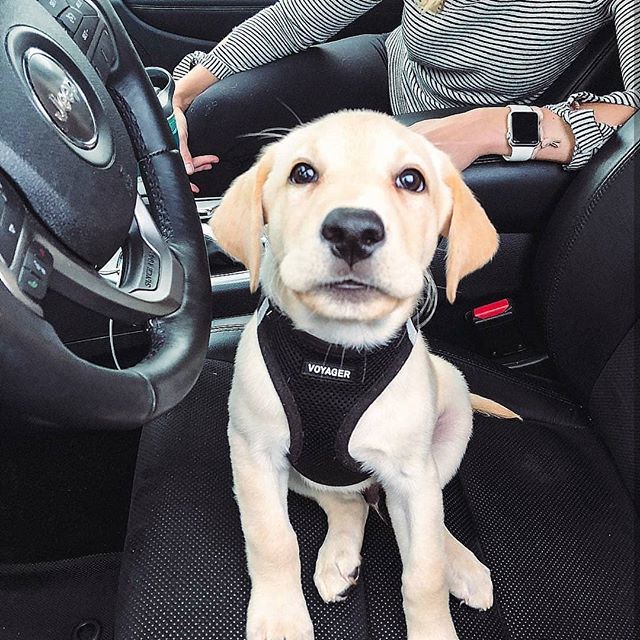 jeepindogs's tweet photo. Hi. I kicked her to the passenger seat. You gotta go to the back, dad. @max.theyellowlab
#jeepindogs #jeepdog #jeeplife #jeepnation #itsajeepthing #jeeplove #instajeep #jeepporn #jeepdogsrule #dogsrule #dogsofinstagram #instadog #doglover #dogs #dogoft… https://t.co/fJh2QVPPoj https://t.co/LysHfYLOfV
