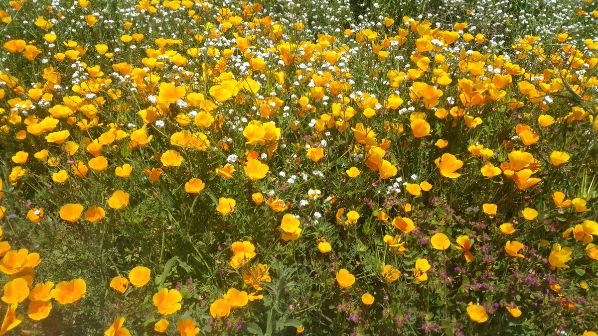 #SuperBloom #ChulaVista! #mothermiguelmountain #poppies #wildflowers #spring
