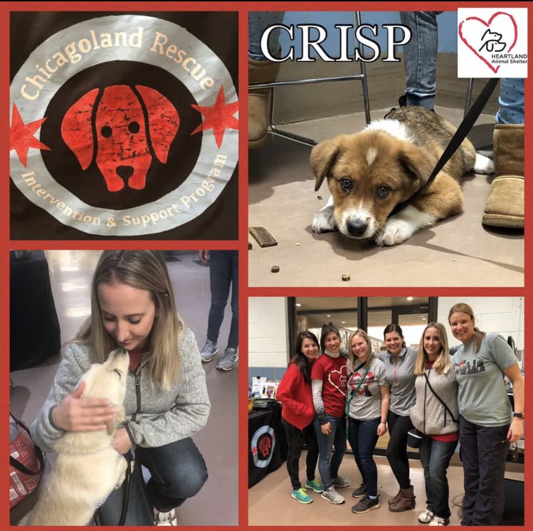AdoptHeartland's tweet photo. Yesterday was Heartland‘s first solo @ChicagoRescues Intervention and Support Program) shift at @ChicagoACC We are honored to be part of this program &amp; even welcomed a couple of cuties to Heartland today! Click here to learn more about CRISP: https://t.co/hG7NdGXeU9 https://t.co/LURi7WYxLr