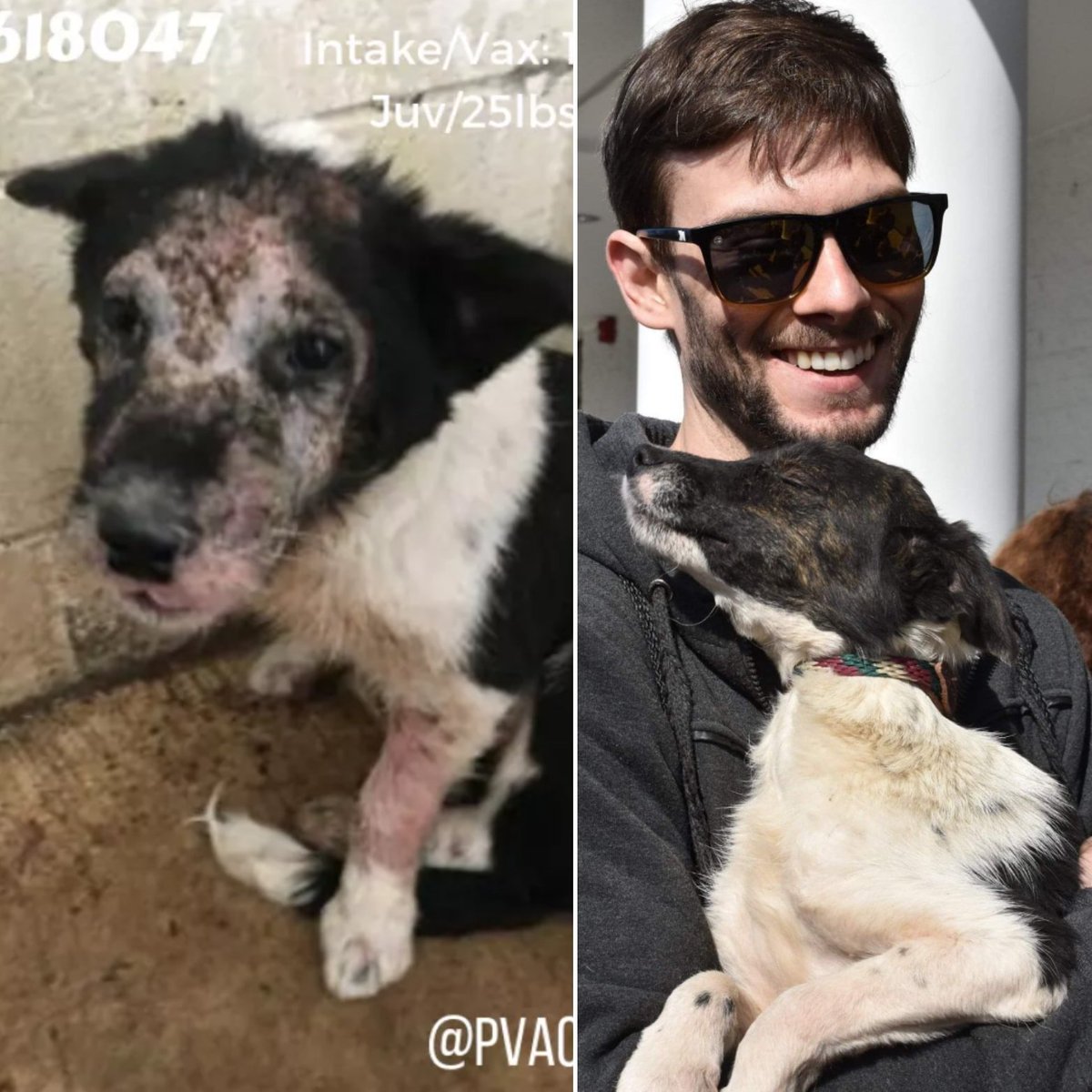 MatchdogR's tweet image. Wanted to share some #beforeandafter pics of 3 of our beloved #matchdogs saved from #pvactx ❤️ they arrived in NJ last week and are all in their furever homes!
#rescuedogs #AdoptDontShop #SaveThemAll