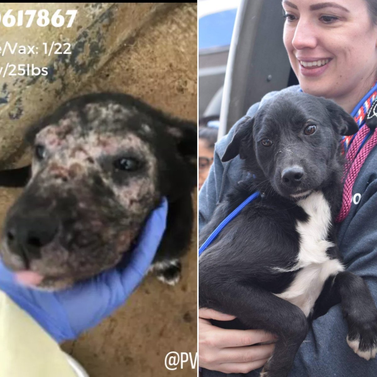 MatchdogR's tweet image. Wanted to share some #beforeandafter pics of 3 of our beloved #matchdogs saved from #pvactx ❤️ they arrived in NJ last week and are all in their furever homes!
#rescuedogs #AdoptDontShop #SaveThemAll