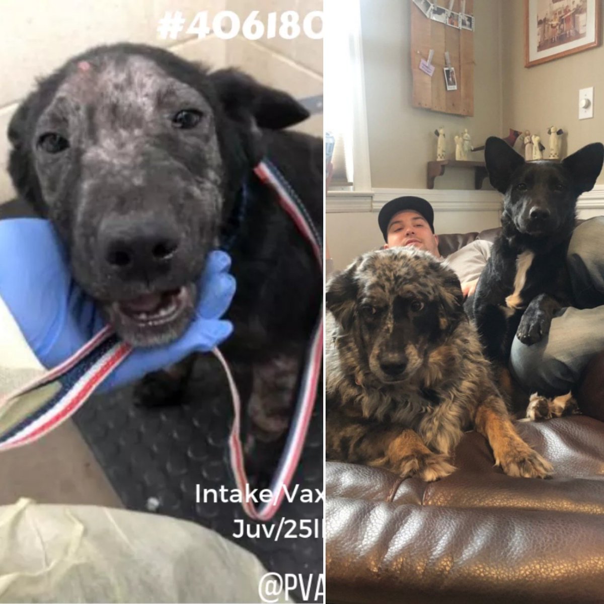 MatchdogR's tweet image. Wanted to share some #beforeandafter pics of 3 of our beloved #matchdogs saved from #pvactx ❤️ they arrived in NJ last week and are all in their furever homes!
#rescuedogs #AdoptDontShop #SaveThemAll