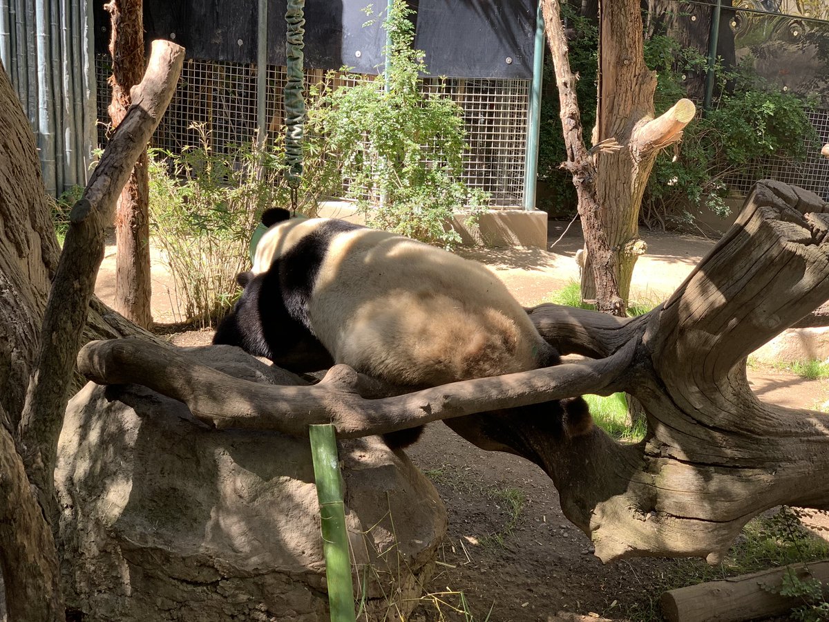 The_Bern_STI's tweet photo. It sad to see them go but I’m glad they they are off the endangered list and that my 2 year old daughter was able to see them for the first time. #Panda4Ever #sandiegoZoo #SanDiego #zoo @sandiegozoo https://t.co/4q19Yu1sIe