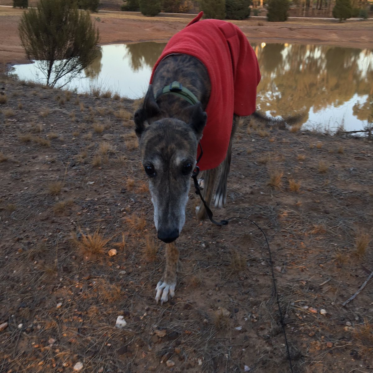 Heathcotekennel's tweet photo. Supermodel Patsy showing off her new red jumper this morning ππΎ #heathcoteboardingkennels #heathcotekennels #dogholiday #supermodeldog #greyhound #walkies https://t.co/NZAl9kROSR