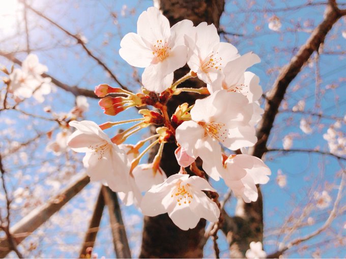 「ぼかし 桜」のTwitter画像/イラスト(古い順)