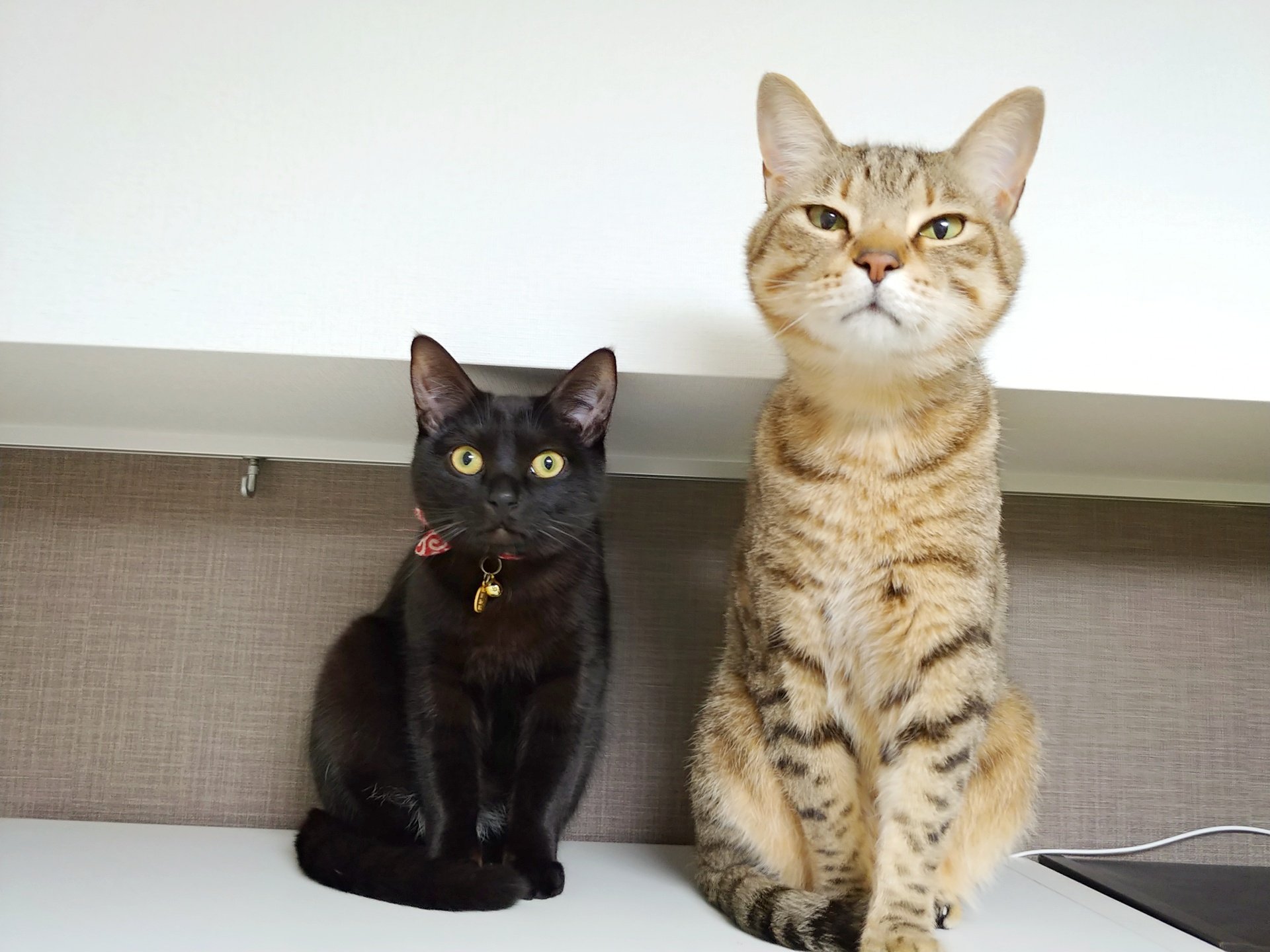 仔猫を拾ったので on X: 